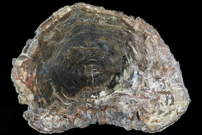 Detailed Petrified Wood (Araucaria) Round - Madagascar #81346